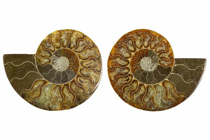 Cut & Polished, Agatized Ammonite Fossil - Madagascar #308728